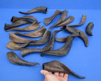 20 piece lot of Goat horns from India 6" to 10" for sale $85/lot