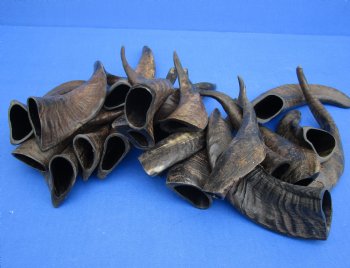 20 piece lot of Goat horns from India 6" to 10" for sale $85/lot