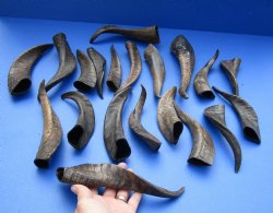 Authentic 20 piece lot of Goat horns from India 6" to 10" for sale $85/lot