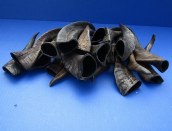 Authentic 20 piece lot of Goat horns from India 6" to 10" for sale $85/lot