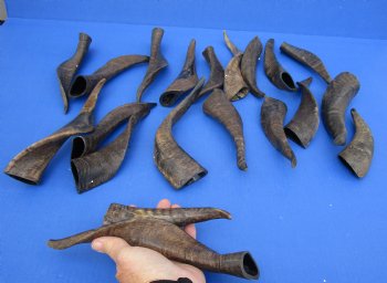 Authentic 20 piece lot of Goat horns from India 6" to 10" for sale $85/lot