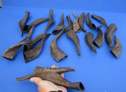 Authentic 20 piece lot of Goat horns from India 6" to 10" for sale $85/lot