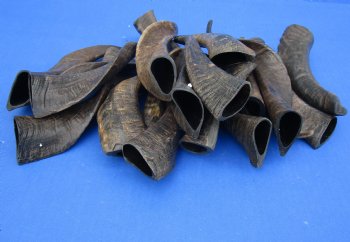 Authentic 20 piece lot of Goat horns from India 6" to 10" for sale $85/lot