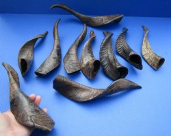 For Sale 10 piece lot of XL Goat horns from India 10" to 14" - $60/lot