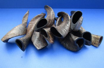 For Sale 10 piece lot of XL Goat horns from India 10" to 14" - $60/lot