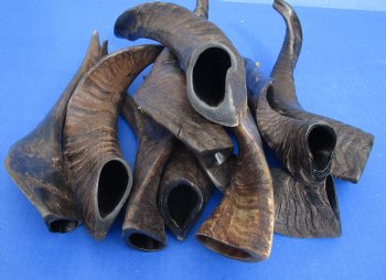 For Sale 10 piece lot of XL Goat horns from India 10" to 14" - $60/lot