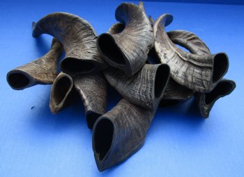 Buy Now 10 piece lot of XL Goat horns from India 10" to 14" - $60/lot