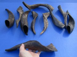 Buy Now 10 piece lot of XL Goat horns from India 10" to 14" - $60/lot