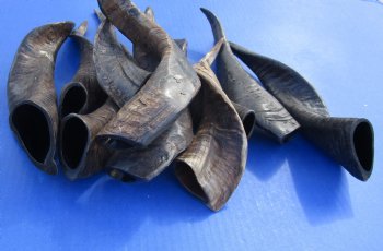 Buy Now 10 piece lot of XL Goat horns from India 10" to 14" - $60/lot