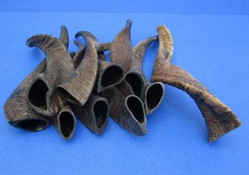 10 piece lot of XL Goat horns from India 10" to 14" available for sale $60/lot