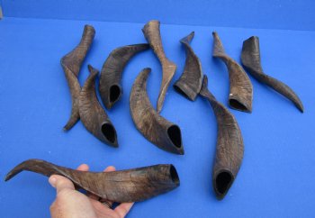 10 piece lot of XL Goat horns from India 10" to 14" available for sale $60/lot