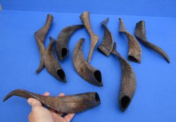 10 piece lot of XL Goat horns from India 10" to 14" available for sale $60/lot