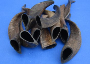 10 piece lot of XL Goat horns from India 10" to 14" available for sale $60/lot