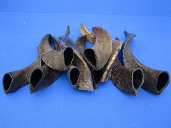 10 piece lot of XL Goat horns from India 10" to 14" available for sale $60/lot