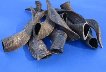 Genuine 10 piece lot of XL Goat horns from India 10" to 14" -  $60/lot