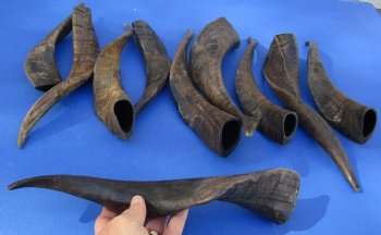 Genuine 10 piece lot of XL Goat horns from India 10" to 14" -  $60/lot