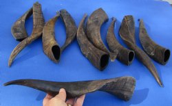 Genuine 10 piece lot of XL Goat horns from India 10" to 14" -  $60/lot