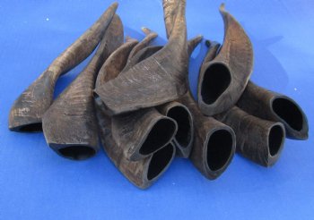 Genuine 10 piece lot of XL Goat horns from India 10" to 14" -  $60/lot