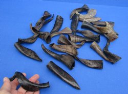 Authentic 25 piece lot of Small Goat horns from India 4" to 6" - $50/lot