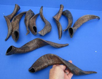 Genuine 10 piece lot of XL Goat horns from India 10" to 14" -  $60/lot