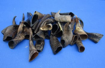 Authentic 25 piece lot of Small Goat horns from India 4" to 6" - $50/lot