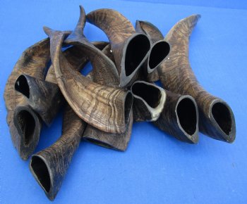 Genuine 10 piece lot of XL Goat horns from India 10" to 14" -  $60/lot