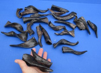 Authentic 25 piece lot of Small Goat horns from India 4" to 6" - $50/lot