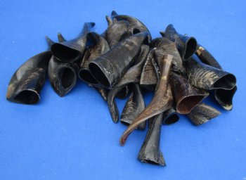 Authentic 25 piece lot of Small Goat horns from India 4" to 6" - $50/lot