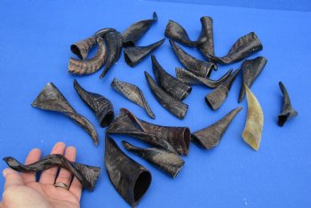 Purchase this 25 piece lot of Small Goat horns from India 4" to 6" - $50/lot