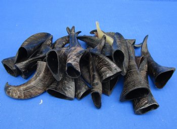 Purchase this 25 piece lot of Small Goat horns from India 4" to 6" - $50/lot