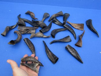 Purchase this 25 piece lot of Small Goat horns from India 4" to 6" - $50/lot