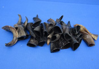 Purchase this 25 piece lot of Small Goat horns from India 4" to 6" - $50/lot