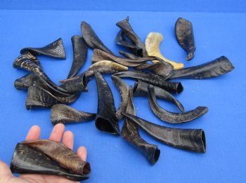 Purchase this 25 piece lot of Small Goat horns from India 4" to 6" - $50/lot