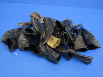 Purchase this 25 piece lot of Small Goat horns from India 4" to 6" - $50/lot