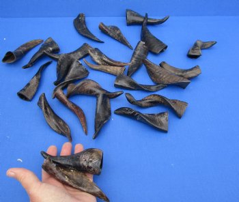 Purchase this 25 piece lot of Small Goat horns from India 4" to 6" - $50/lot