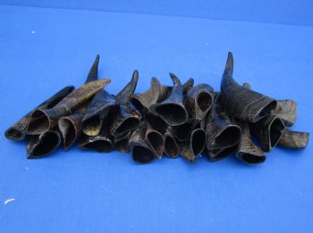 Purchase this 25 piece lot of Small Goat horns from India 4" to 6" - $50/lot