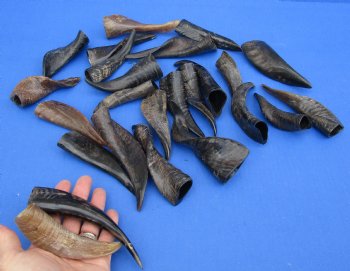 Buy this 25 piece lot of Small Goat horns from India 4" to 6" - $50/lot