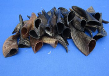 Buy this 25 piece lot of Small Goat horns from India 4" to 6" - $50/lot