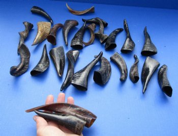 Buy this 25 piece lot of Small Goat horns from India 4" to 6" - $50/lot