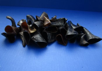 Buy this 25 piece lot of Small Goat horns from India 4" to 6" - $50/lot