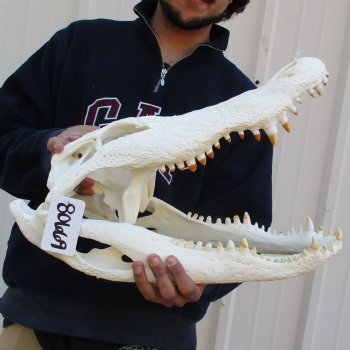 18" Florida Alligator Skull - $195