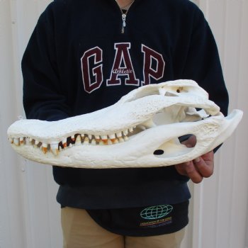 18" Florida Alligator Skull - $195