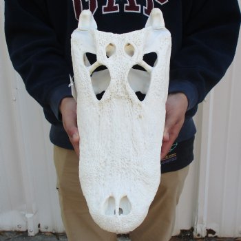 18" Florida Alligator Skull - $195