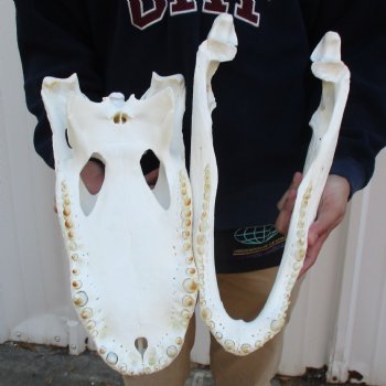 18" Florida Alligator Skull - $195