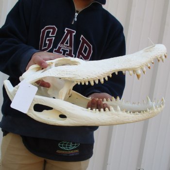 17-3/4" Florida Alligator Skull - $170