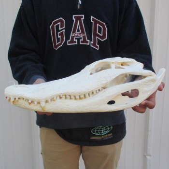 17-3/4" Florida Alligator Skull - $170