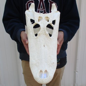 17-3/4" Florida Alligator Skull - $170