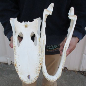 17-3/4" Florida Alligator Skull - $170