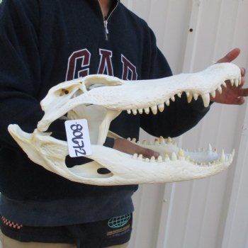 20" Florida Alligator Skull - $250