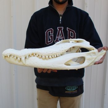 20" Florida Alligator Skull - $250